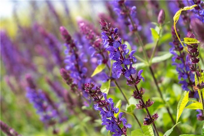 Flowers to Plant in February - Salvias