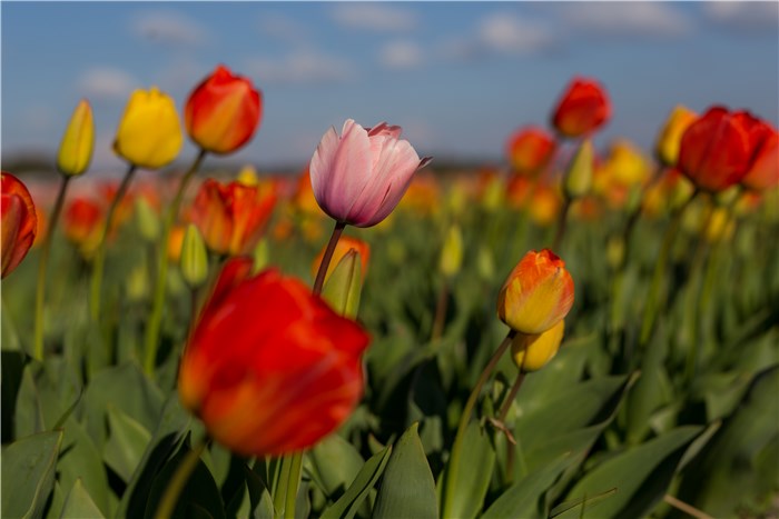 Flowers to Plant in February - Tulips