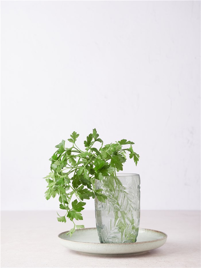 Plant Cilantro at Home without Soil