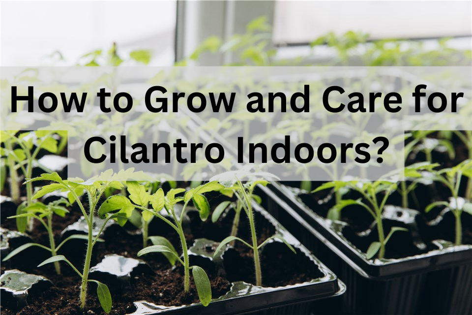 Grow Cilantro Indoors