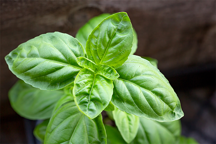 Herbs to Plant in February - Basil