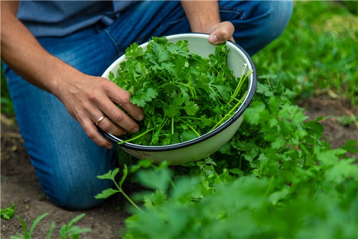 Herbs to Plant in February - Cilantro