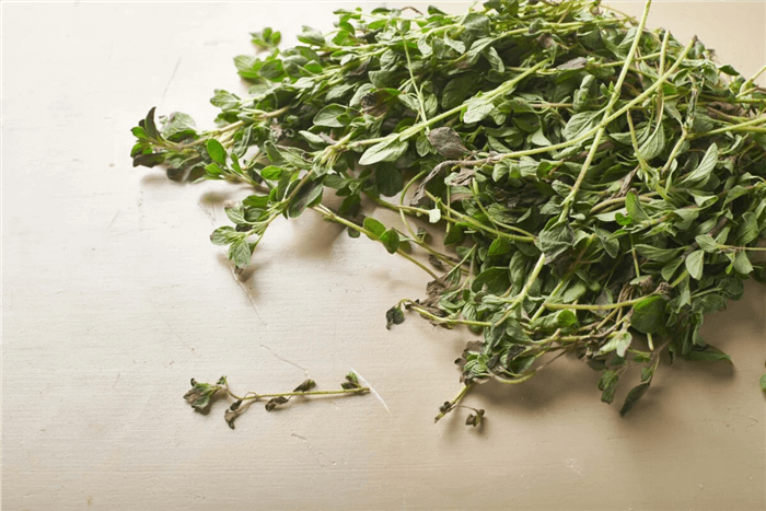 Herbs to Plant in February - Oregano