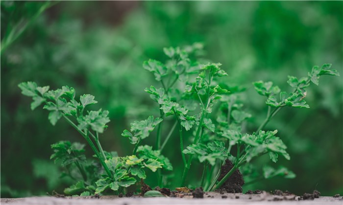 Herbs to Plant in February - Parsley