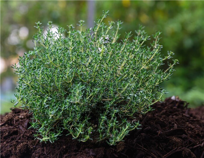 Herbs to Plant in February - Thyme