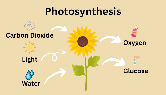 Inputs and Outputs of Photosynthesis