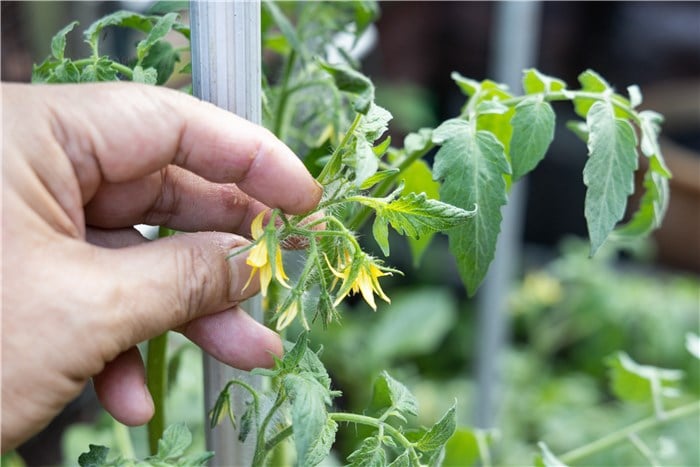 Manual Tomatoes Pollination