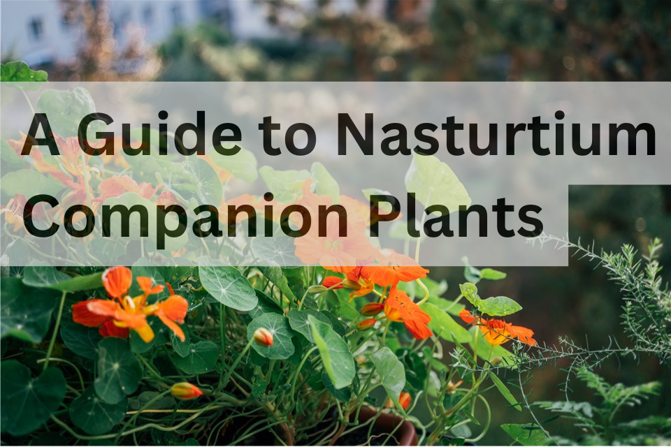 Nasturtium Companion Plants