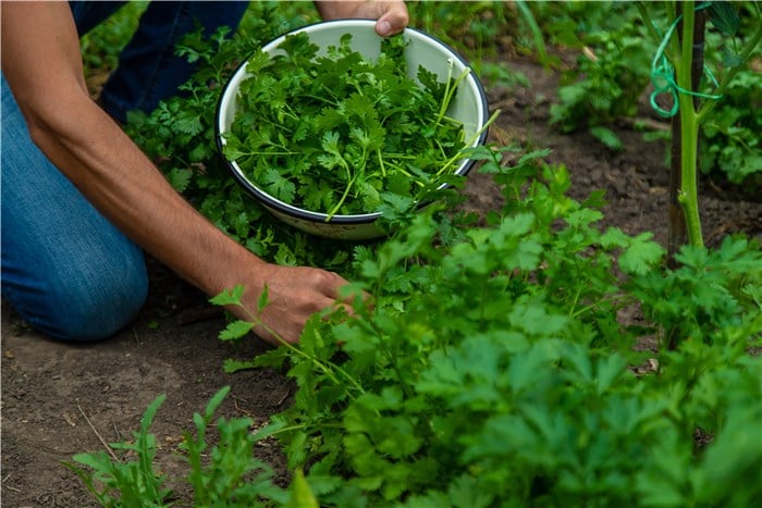 Plant Cilantro at Home in Soil