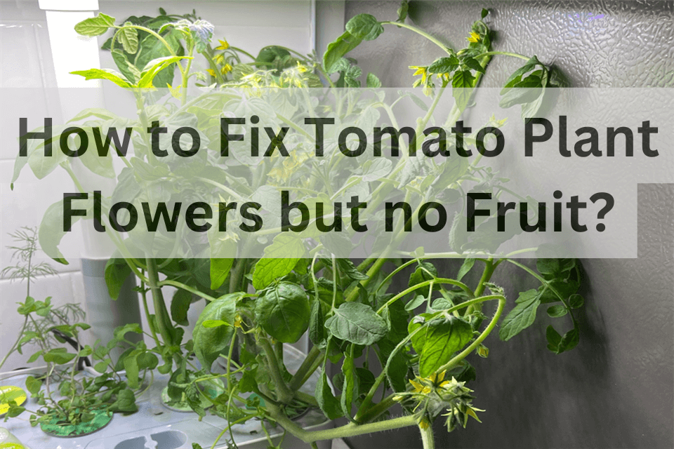 Tomato Blooms but No Fruit