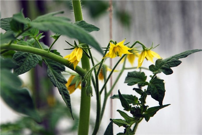 Tomato Flowering and Fruiting