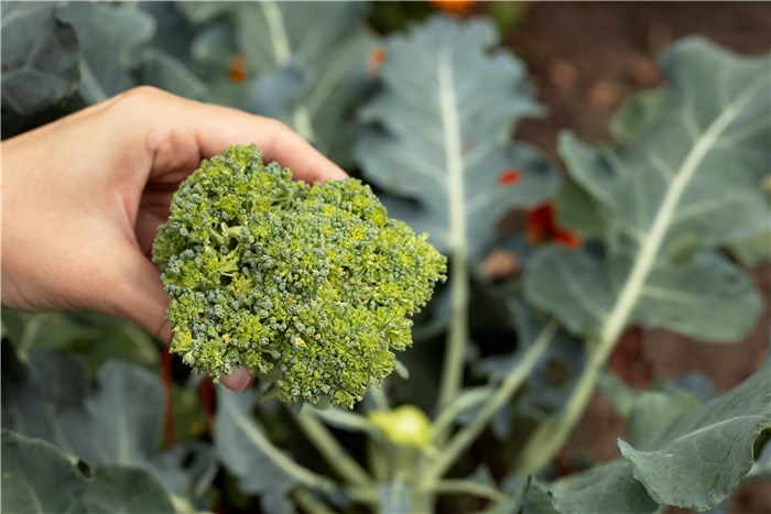 Vegetables to Plant in February - Broccoli