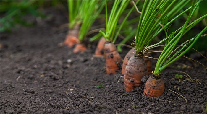 Vegetables to Plant in February - Carrots