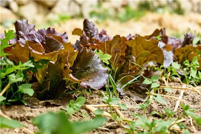 Vegetables to Plant in February - Lettuce