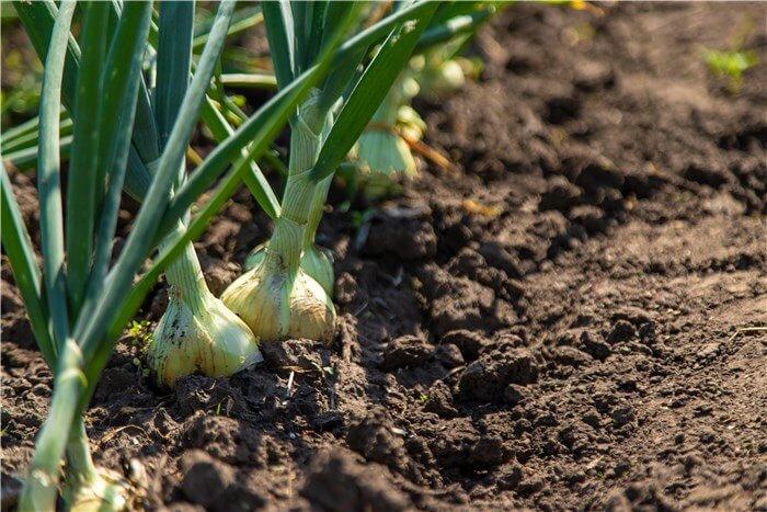 Vegetables to Plant in February - Onions