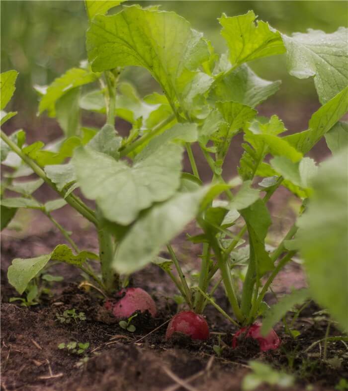 Vegetables to Plant in February - Radishes