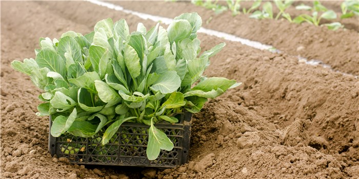 Vegetables to Plant in February - Spinach