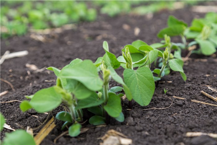 Vegetables to Plant in February - Sweet Peas