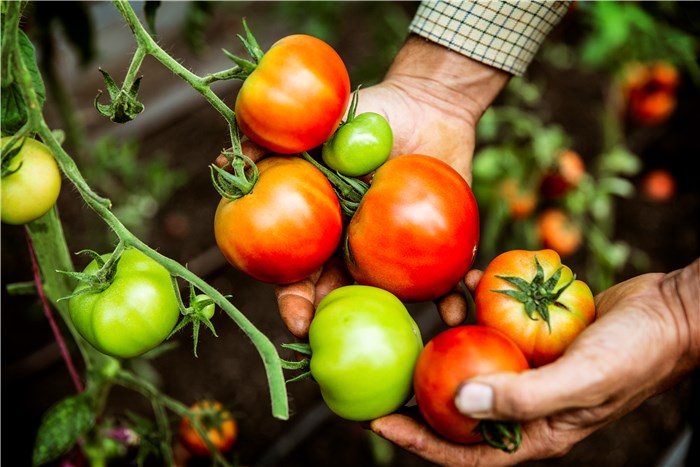 Vegetables to Plant in February - Tomatoes