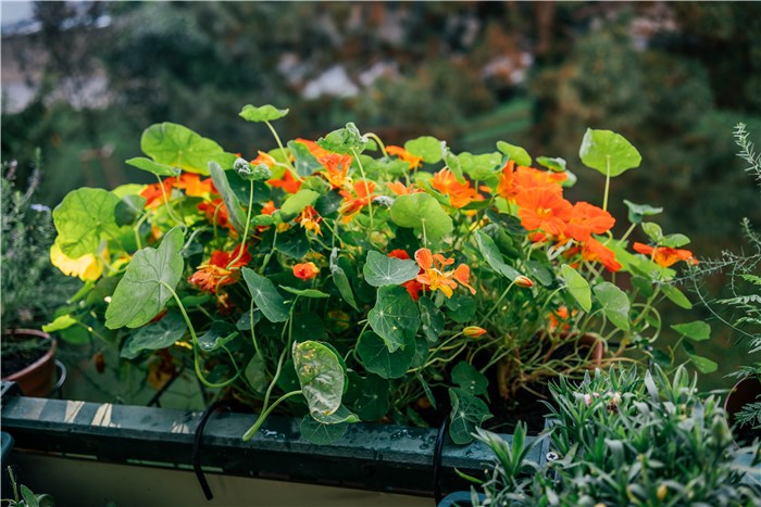 What Does Nasturtium Repel?