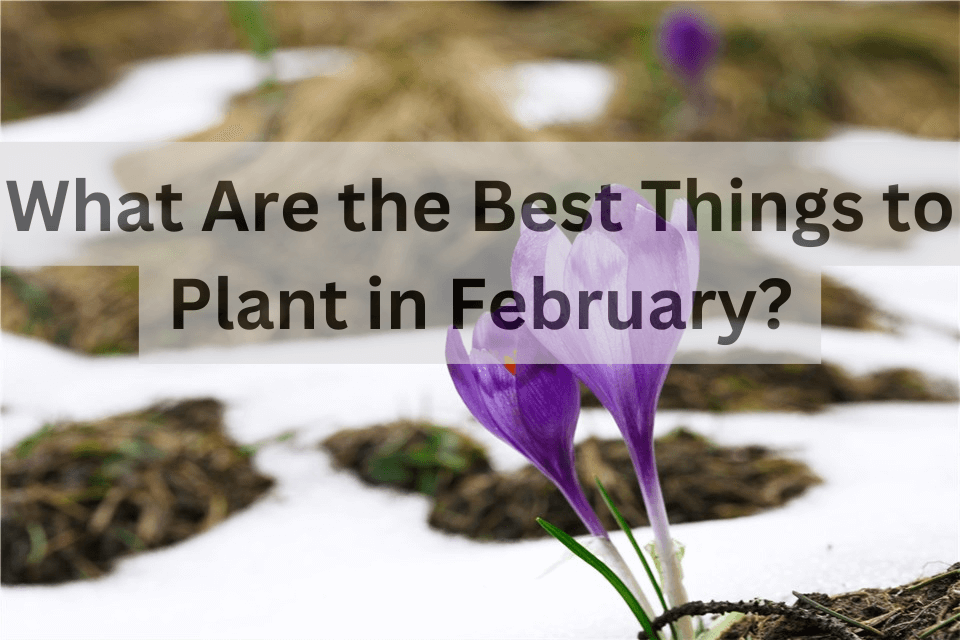 What to Plant in February