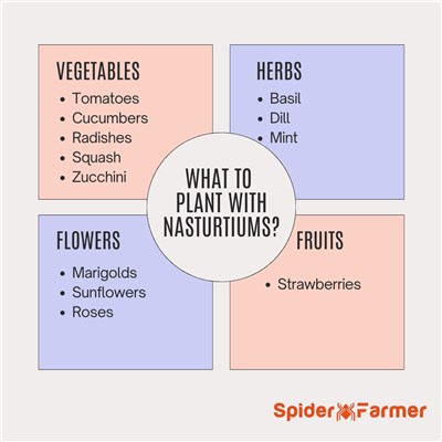 What to Plant with Nasturtiums?