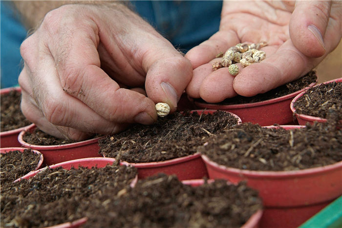 When to Plant Nasturtium Seeds?