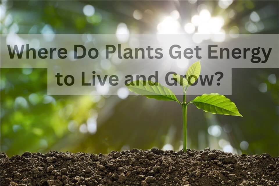 Where Do Plants Get Energy to Live and Grow?