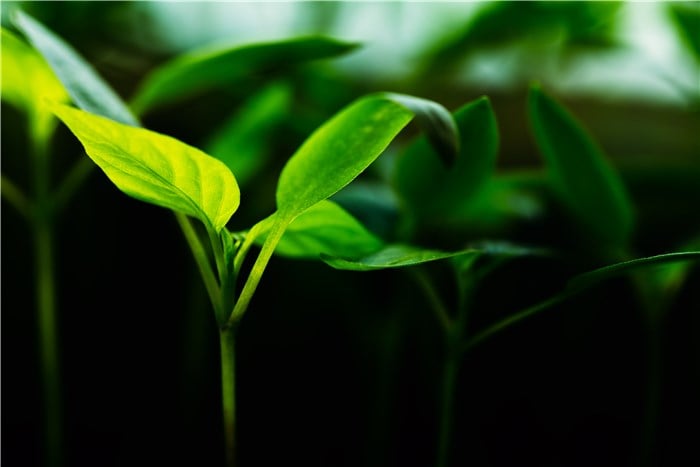 Where Do Plants Get Their Energy From?