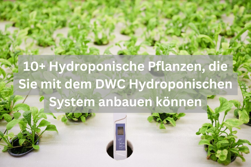 10+ Hydroponische Pflanzen