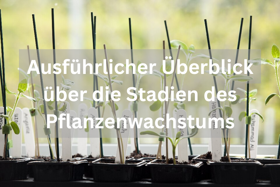 Ausführlicher Überblick über die Stadien des Pflanzenwachstums