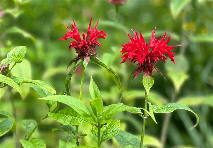 Deer Resistant Perennials for Full Sun - Bee Balm