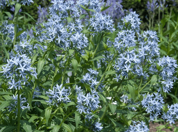 Deer Resistant Perennials for Full Sun - Bluestar