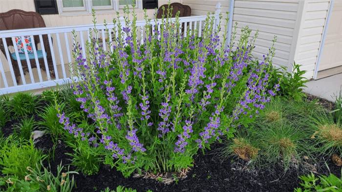 Deer Resistant Perennials for Full Sun - False Indigo