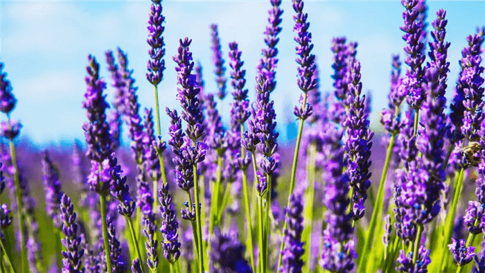 Deer Resistant Perennials for Full Sun - Lavender