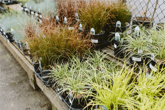 Deer Resistant Perennials for Full Sun - Ornamental Grasses