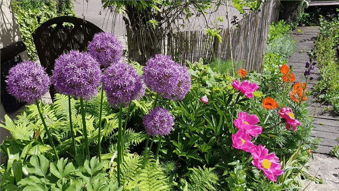 Deer Resistant Perennials for Full Sun - Ornamental Onion