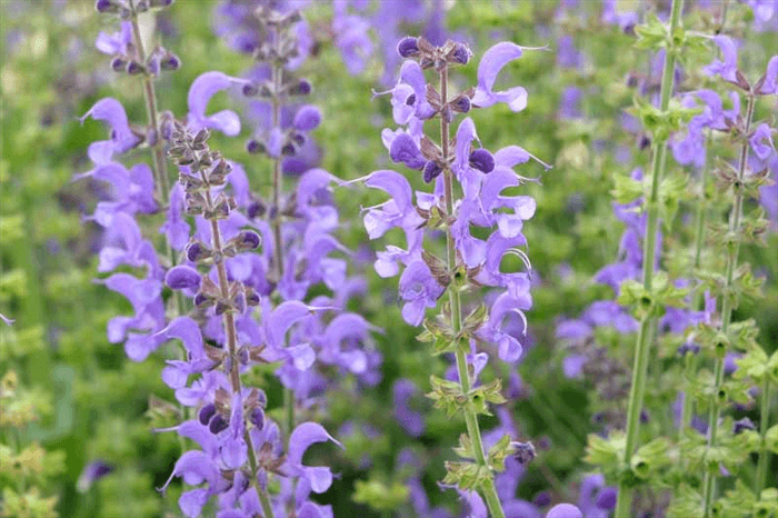 Deer Resistant Perennials for Full Sun - Salvia