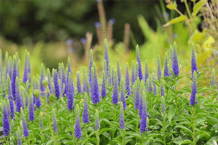 Deer Resistant Perennials for Full Sun - Spike Speedwell