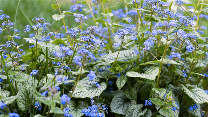 Deer Resistant Perennials for Shade - Brunnera