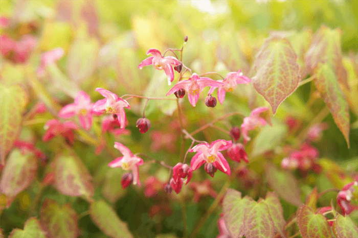 Deer Resistant Perennials for Shade - Epimedium