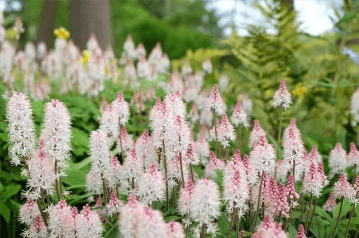 Deer Resistant Perennials for Shade - Foamflower