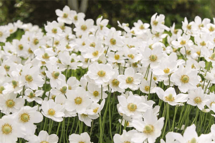 Deer Resistant Perennials for Shade - Japanese Anemone