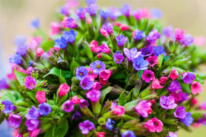 Deer Resistant Perennials for Shade - Lungwort