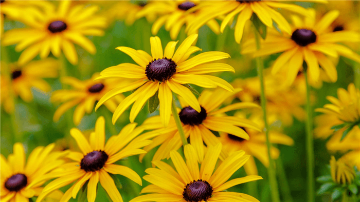 Deer Resistant Perennials That Bloom All Summer - Black-Eyed Susan