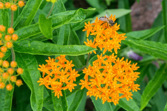 Deer Resistant Perennials That Bloom All Summer - Butterfly Weed