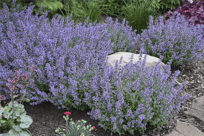 Deer Resistant Perennials That Bloom All Summer - Catmint