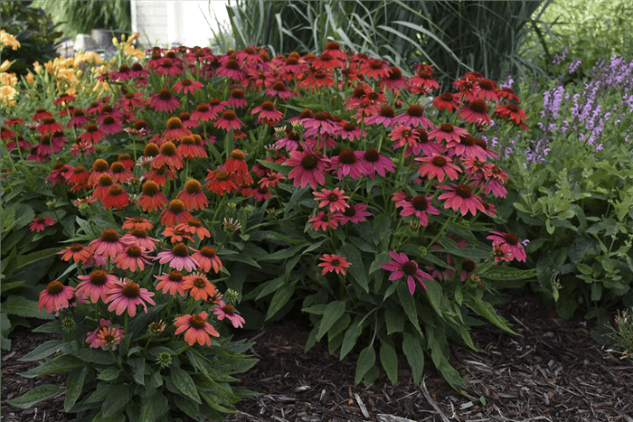 Deer Resistant Perennials That Bloom All Summer - Coneflower