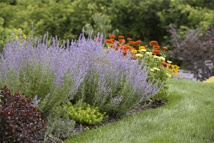 Deer Resistant Perennials That Bloom All Summer - Russian Sage