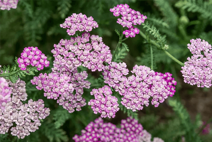 Deer Resistant Perennials That Bloom All Summer - Yarrow